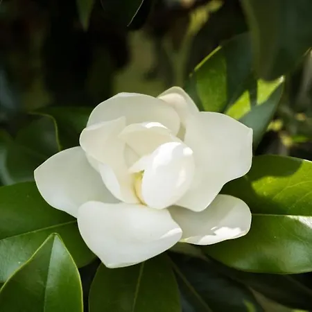 T5 Renove Avec Bureau Jardin Et Parking En Centre Daire