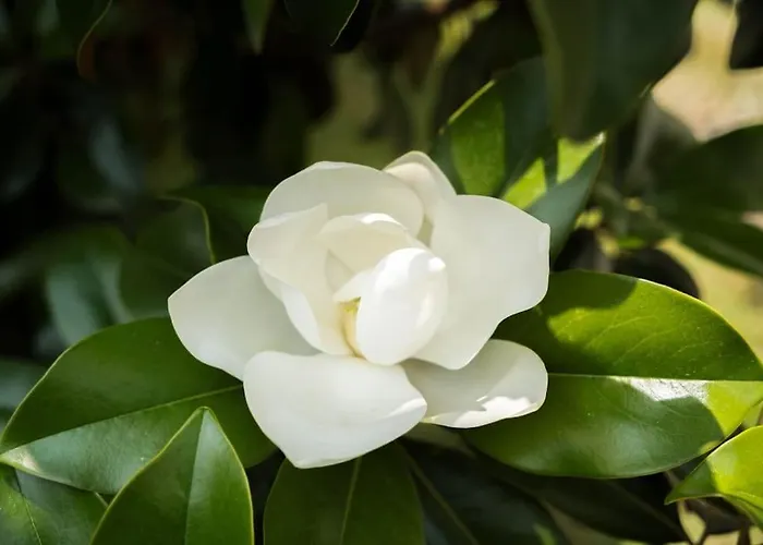 T5 Renove Avec Bureau Jardin Et Parking En Centre 公寓